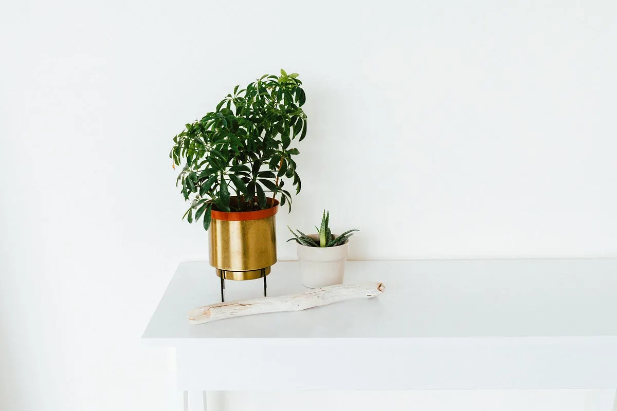 3 Best Time Lapse Camera for Plants