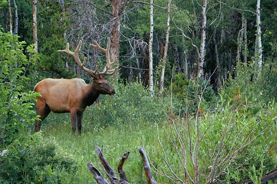 animal hunting photography