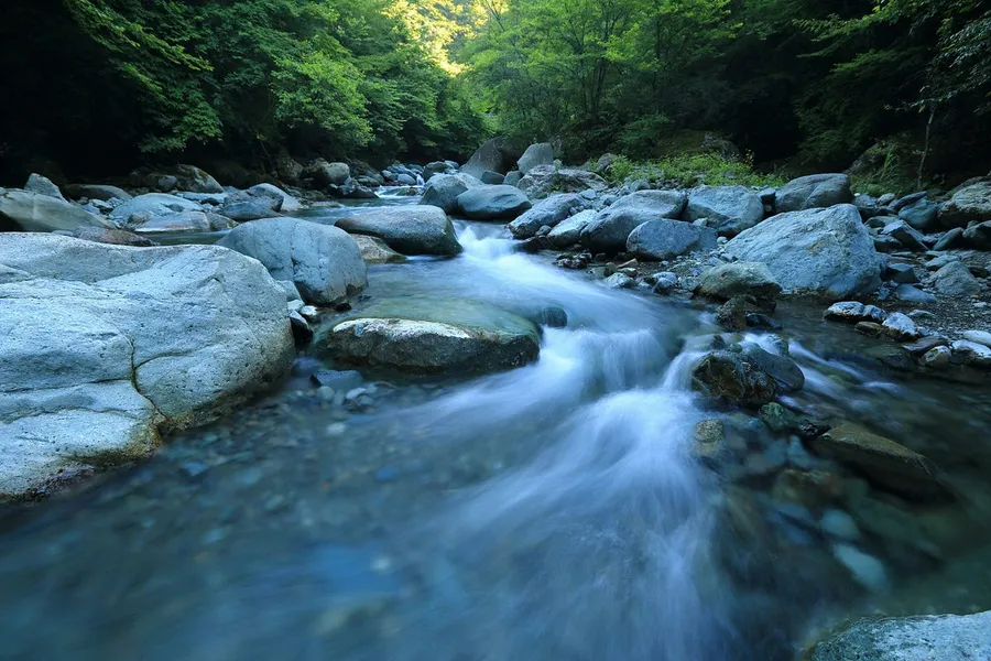 Forest Landscape photography