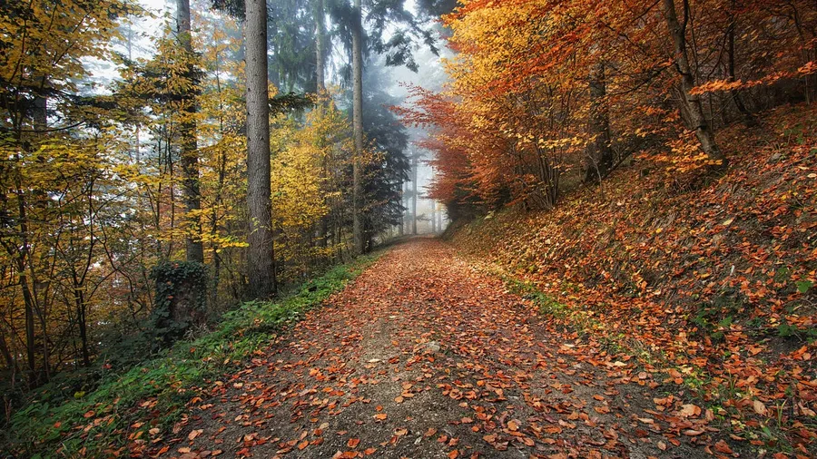 Forest Landscape photography