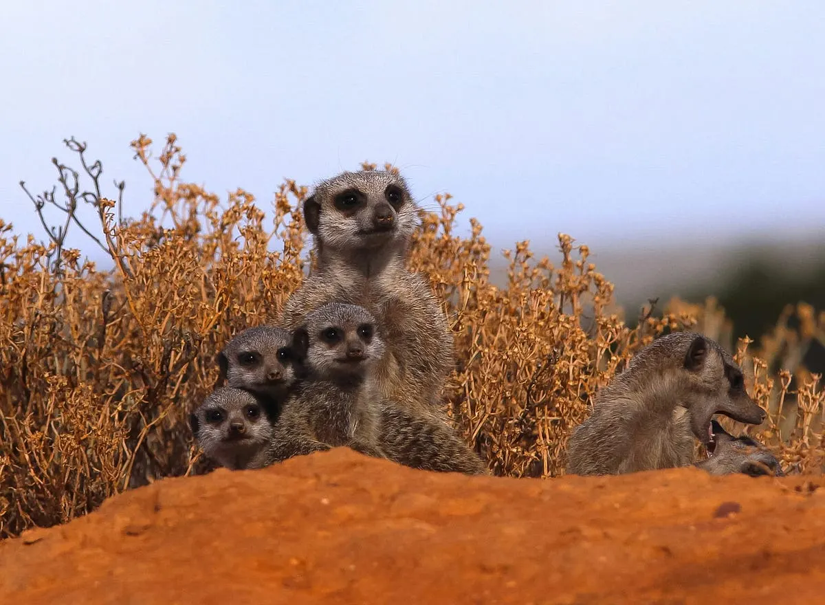 6 Best starter camera for wildlife photography: (2026 Guide & Reviews)