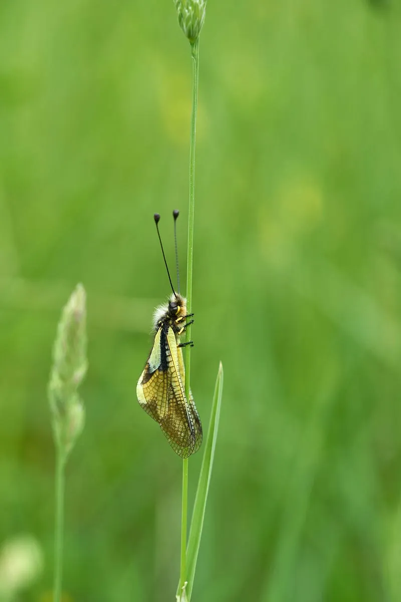 My Macro Photography