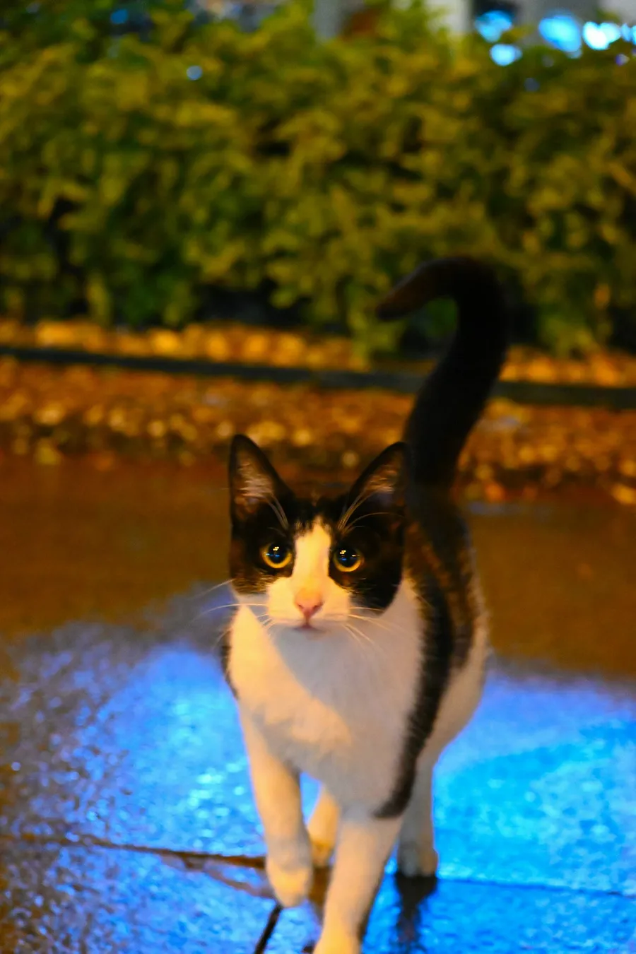 cat in street