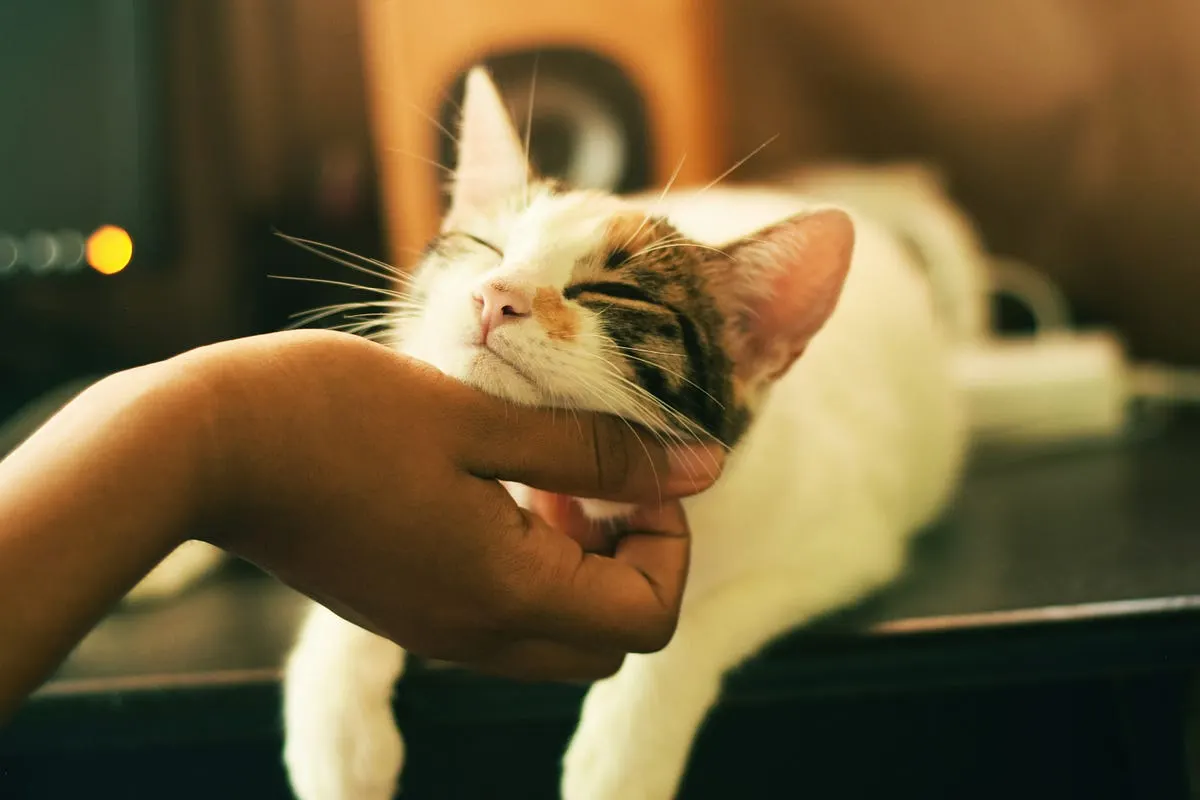 Best Affordable Camera for Pet Photography