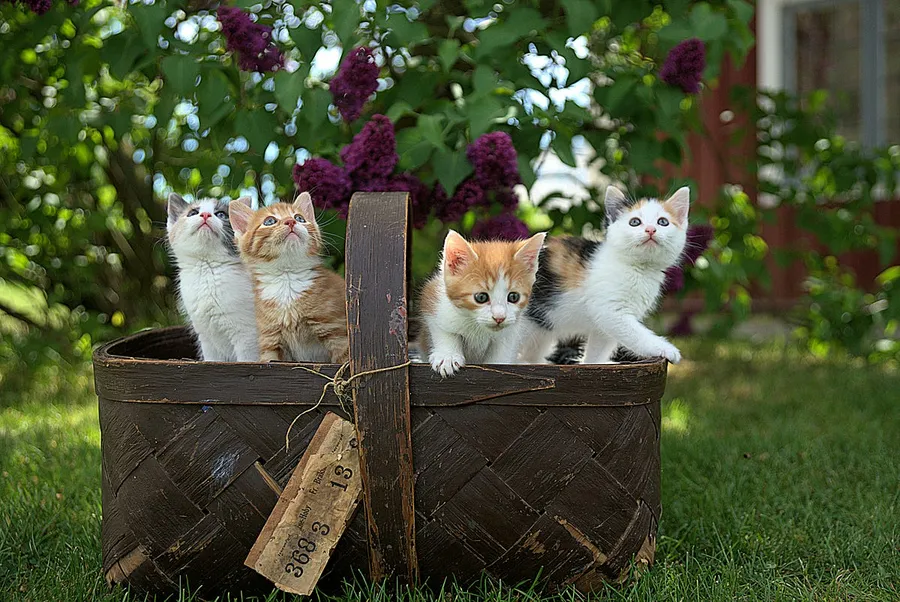 cats
