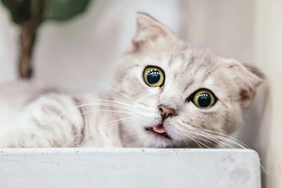 my pet photography
