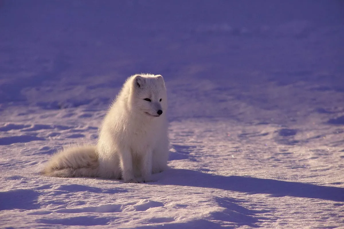 Best Affordable Camera for Wildlife Photography