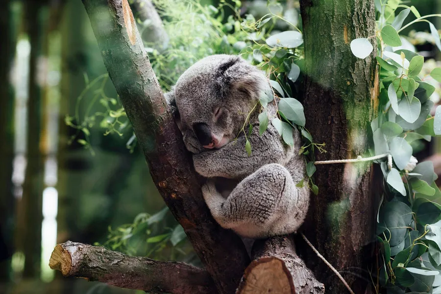 wildlife photography