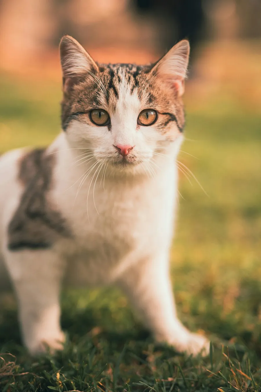 cat photography