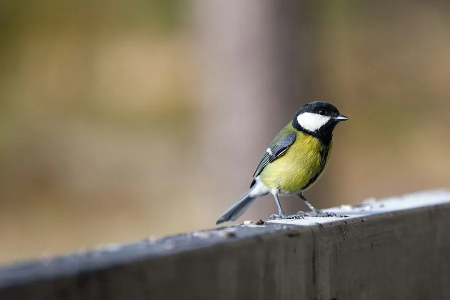 bird photography