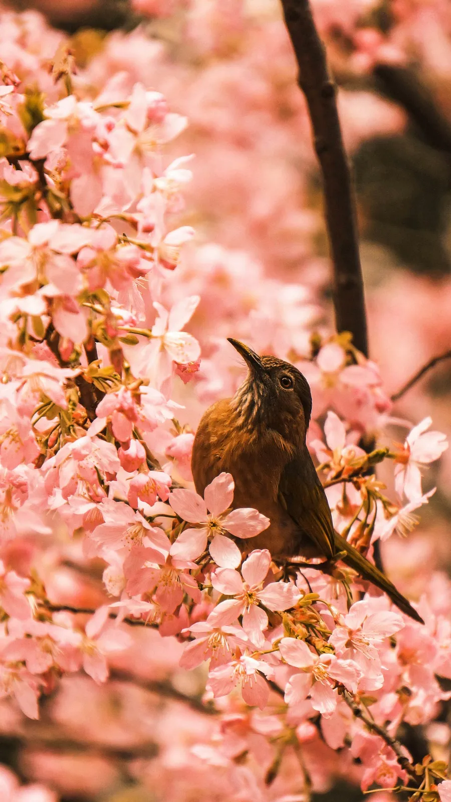 cute bird
