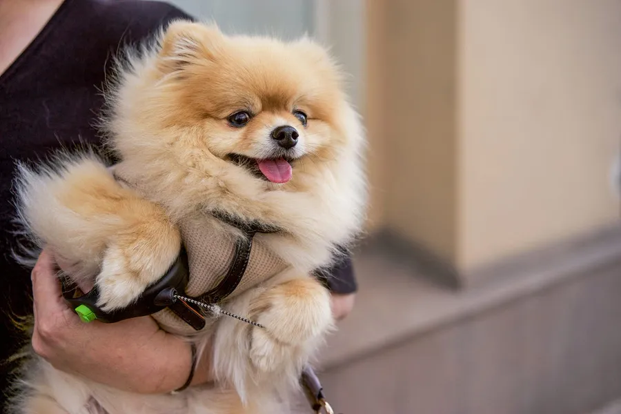 cute dog