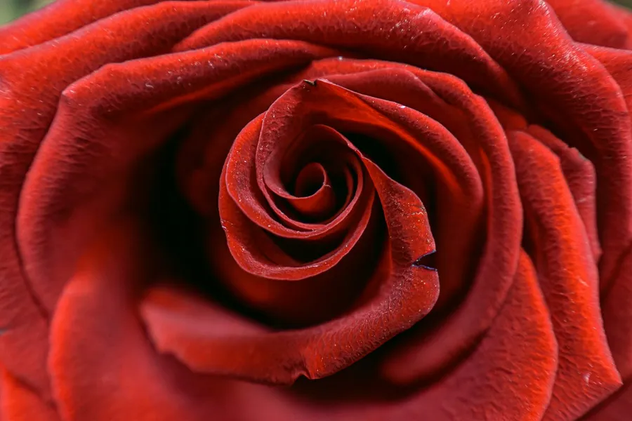 macro images