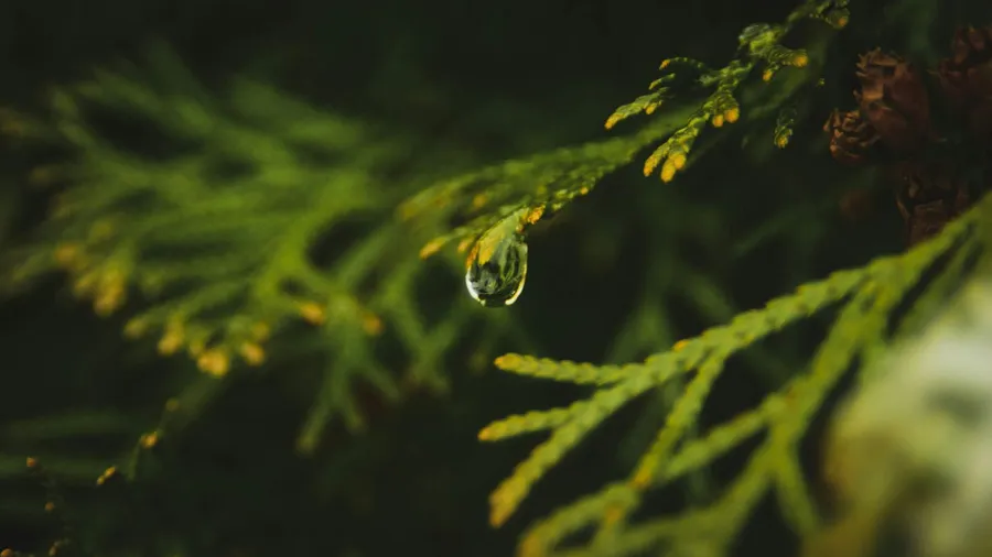 macro images