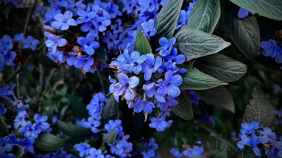macro images