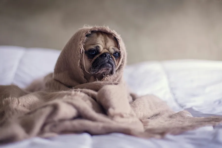 dog photography