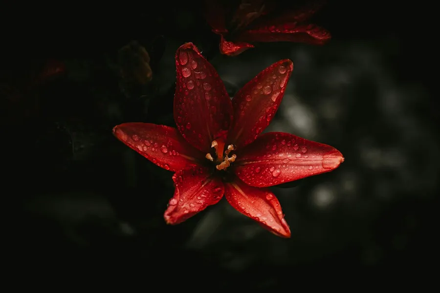 dew on the flowers