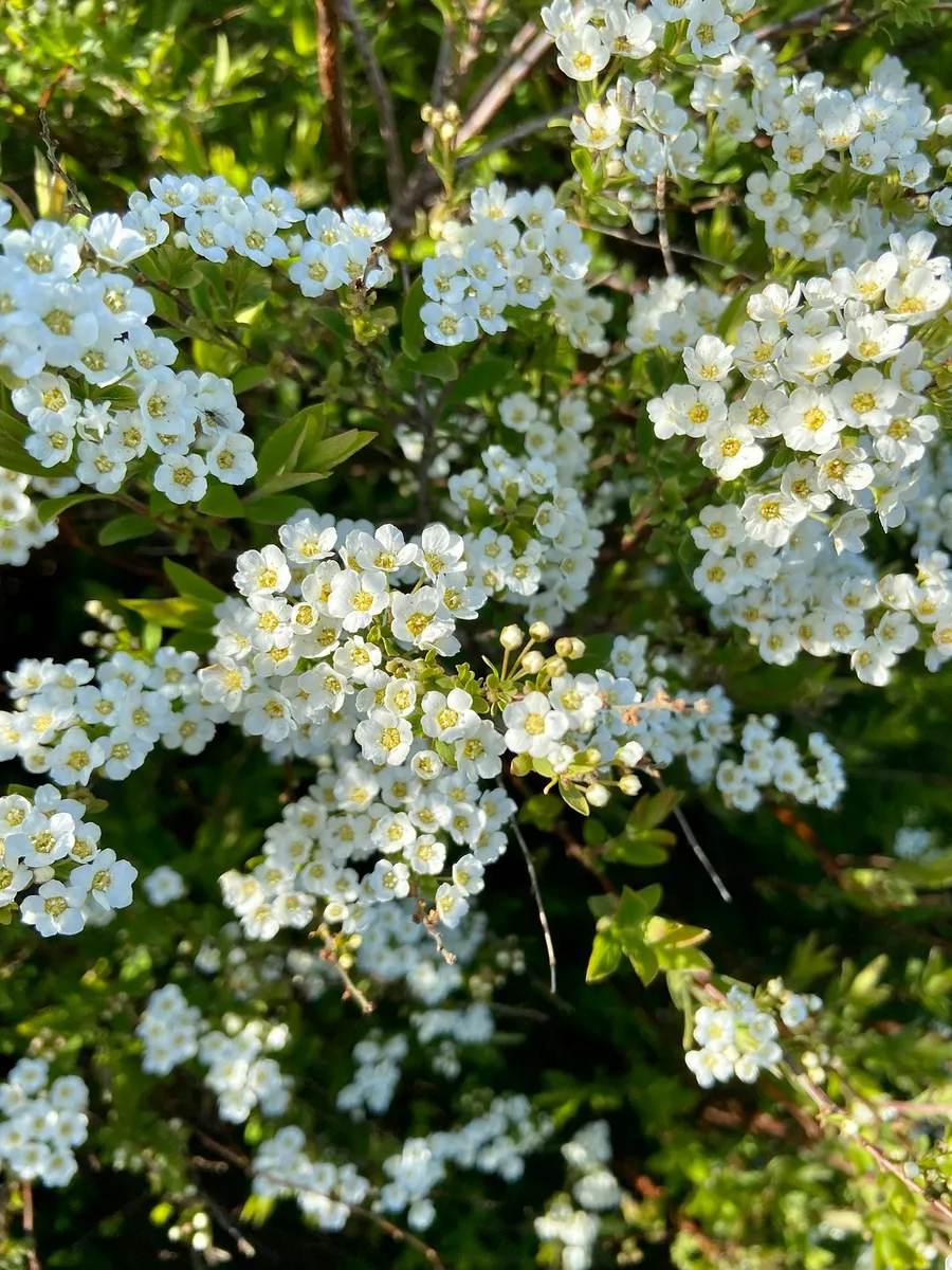 Flower photography