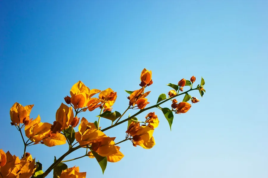 Flower photography
