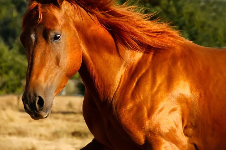 Equine photo graphy