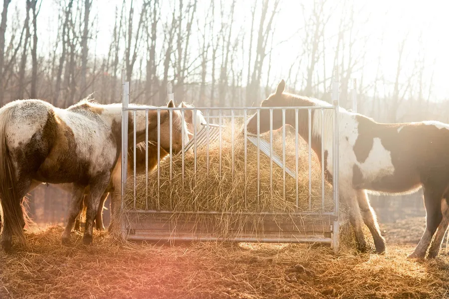 skittish horses