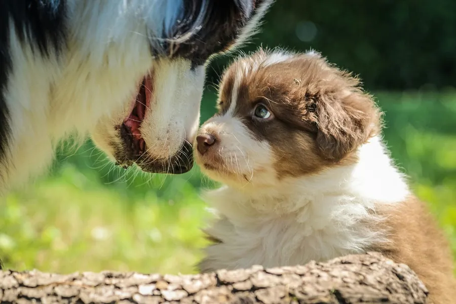 Puppy
