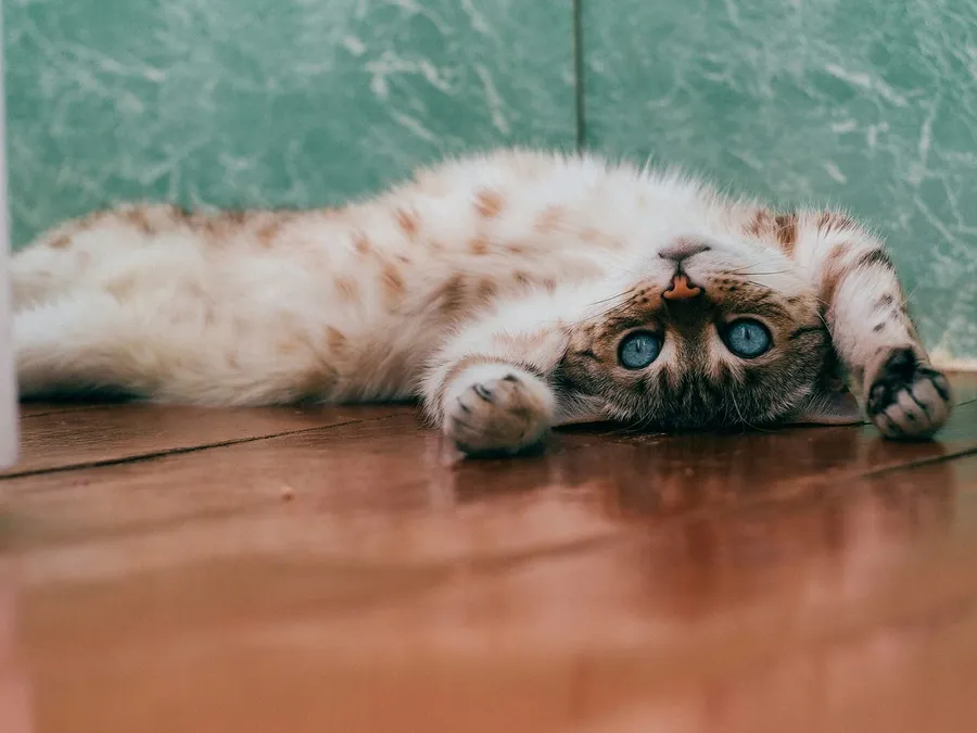 cats photography