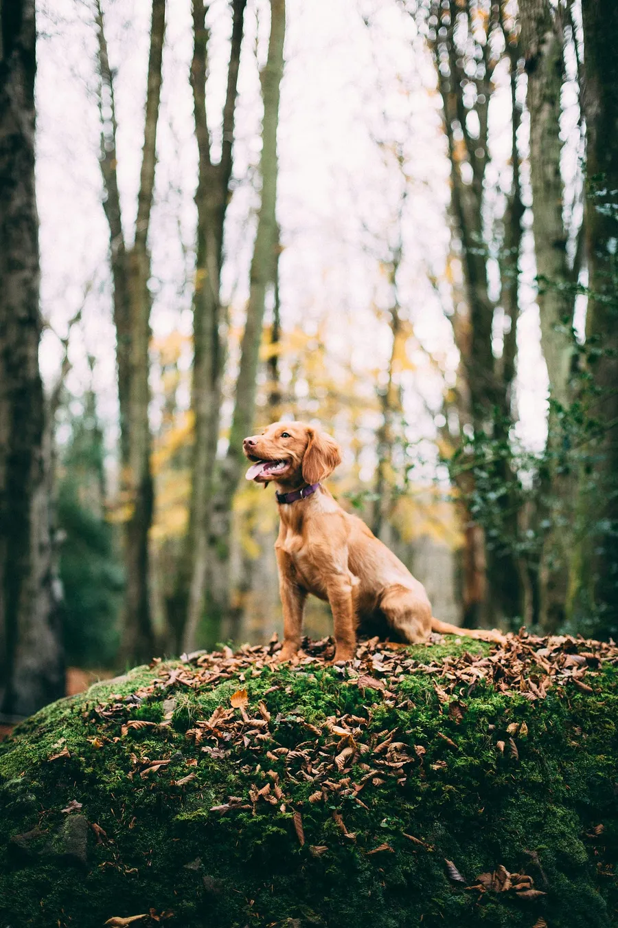 dog photography