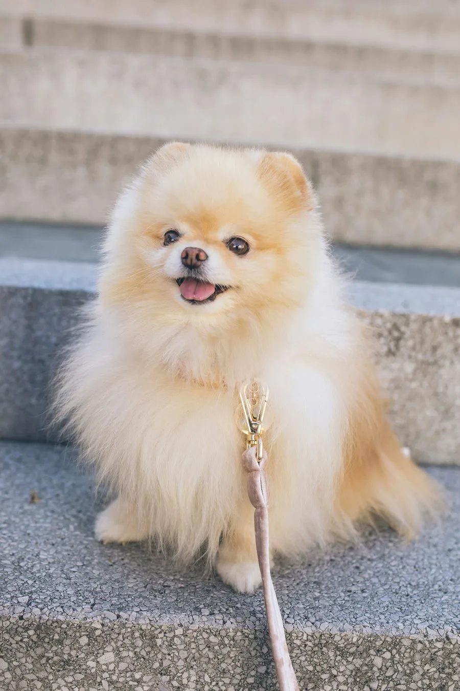 cute dog photography