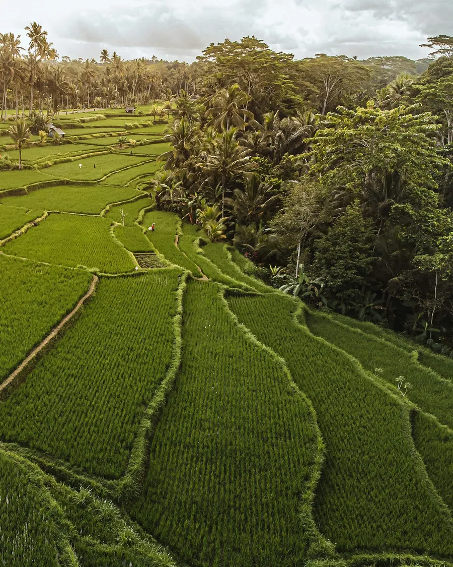 rice terraces of Bali