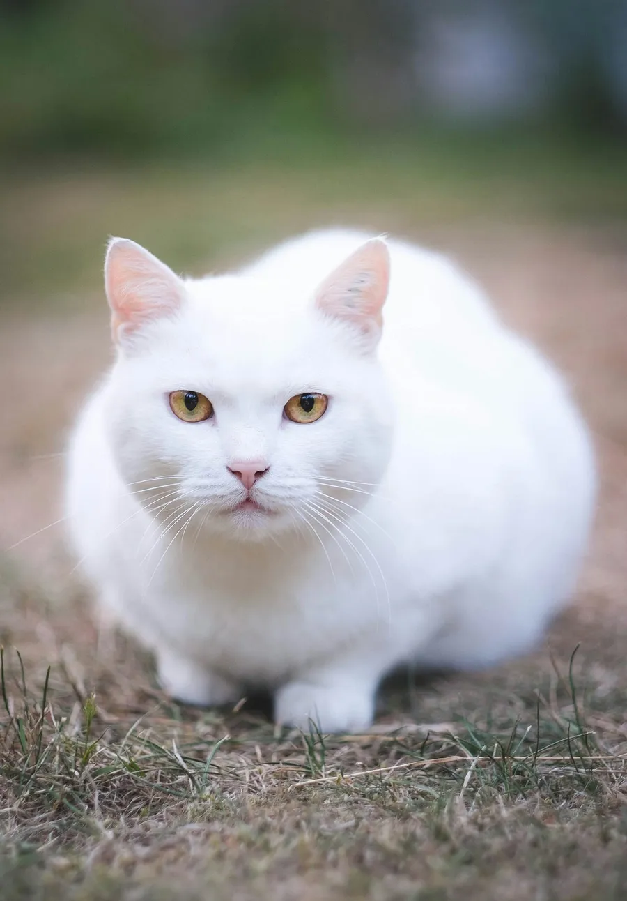 cute cat