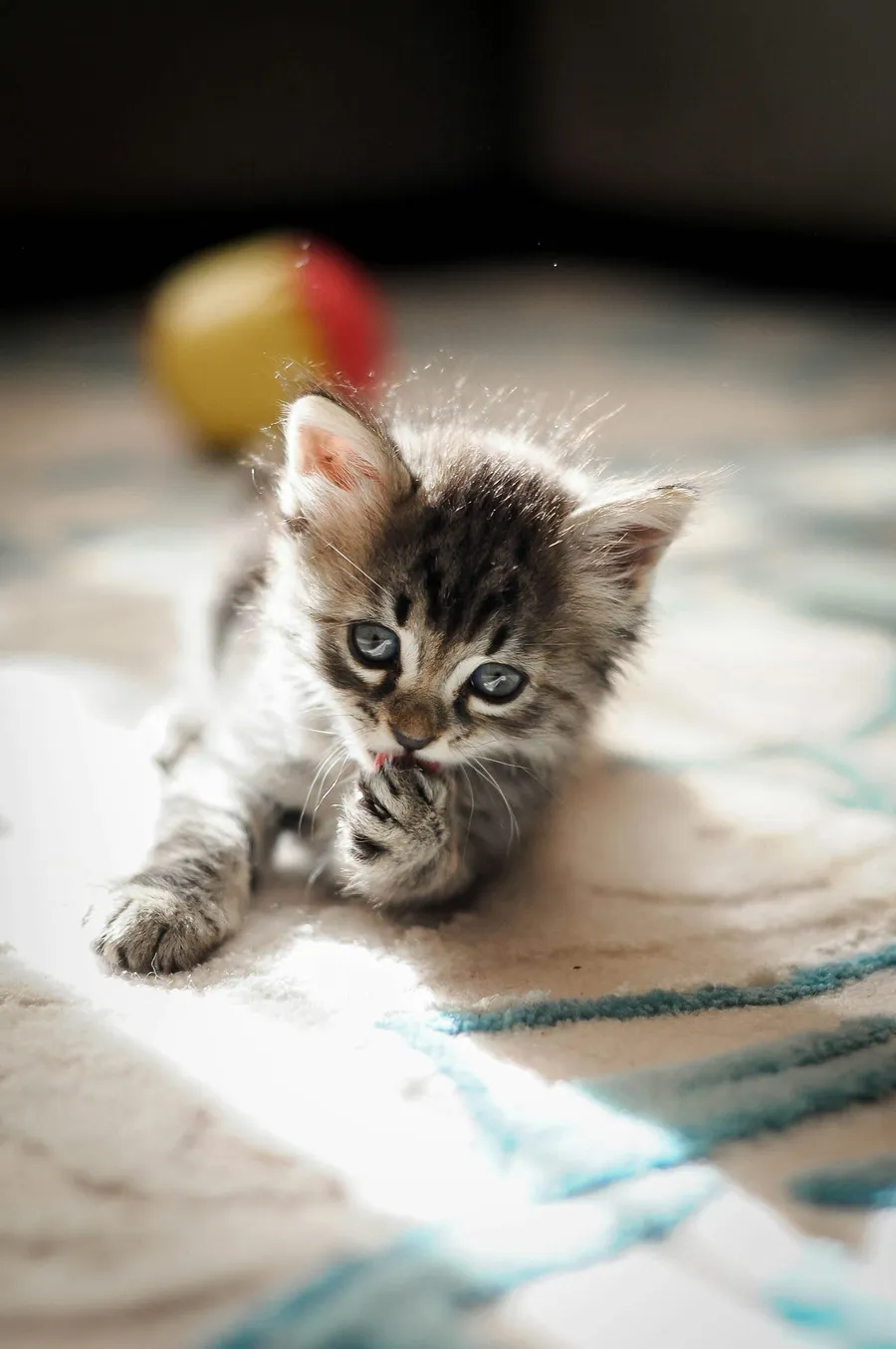 kitten photography