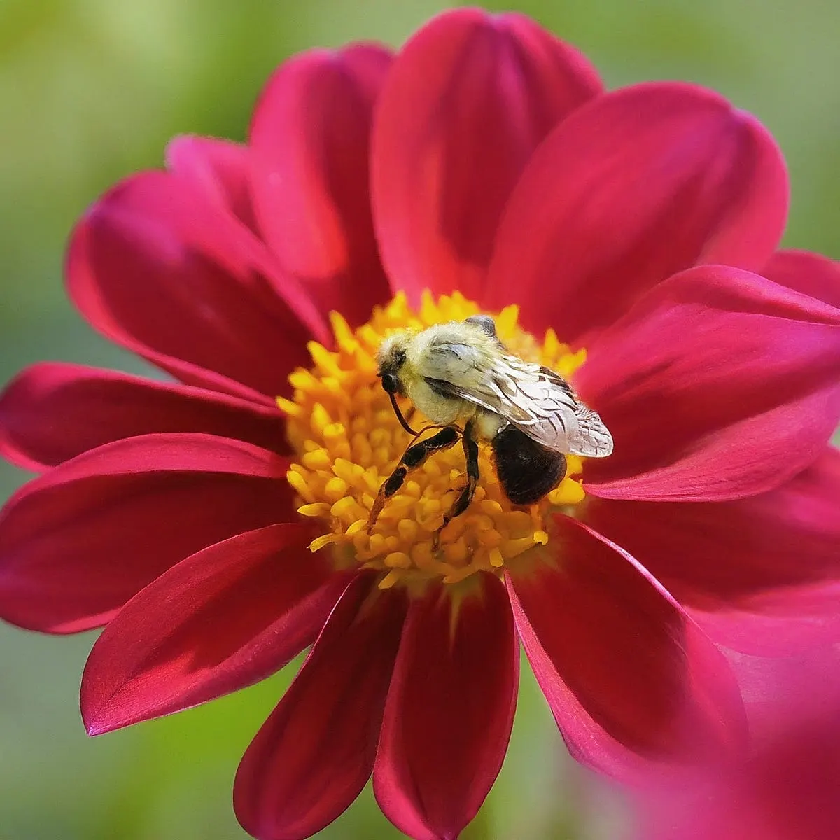 Best Cameras for Macro Photography Under $500