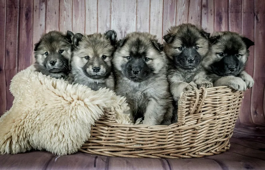 Puppies