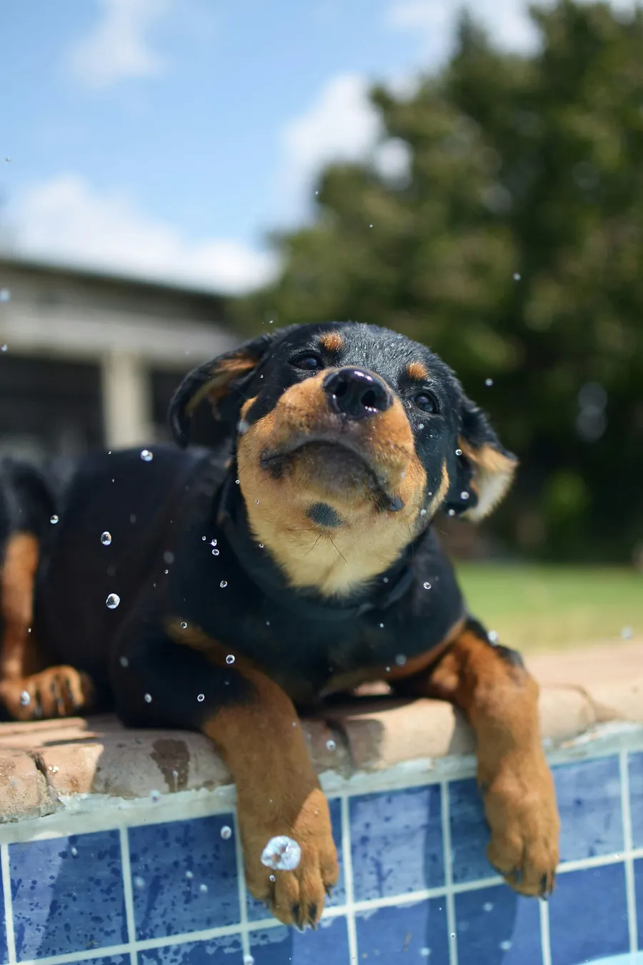 Puppy
