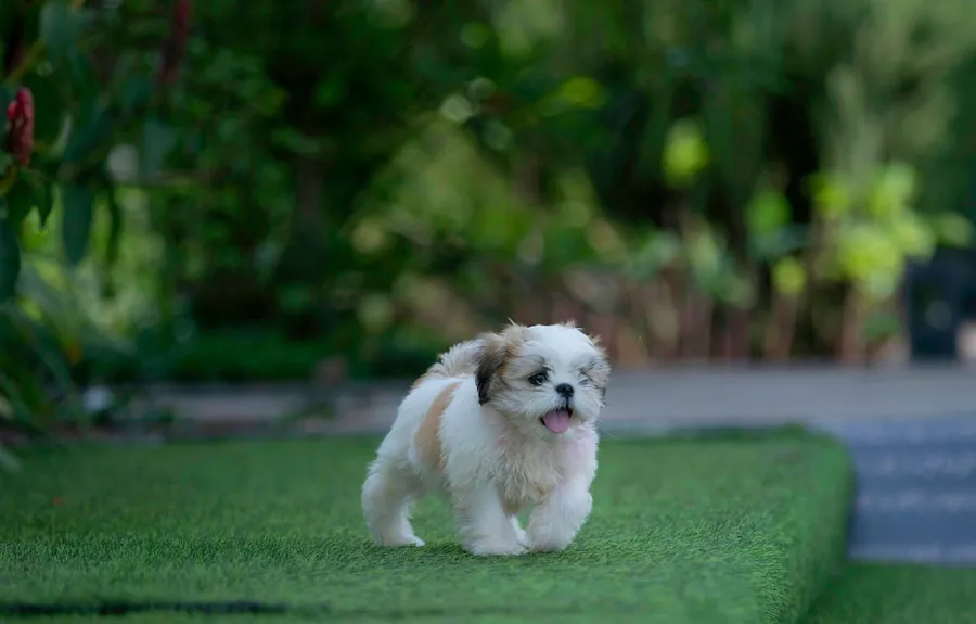 dog photography