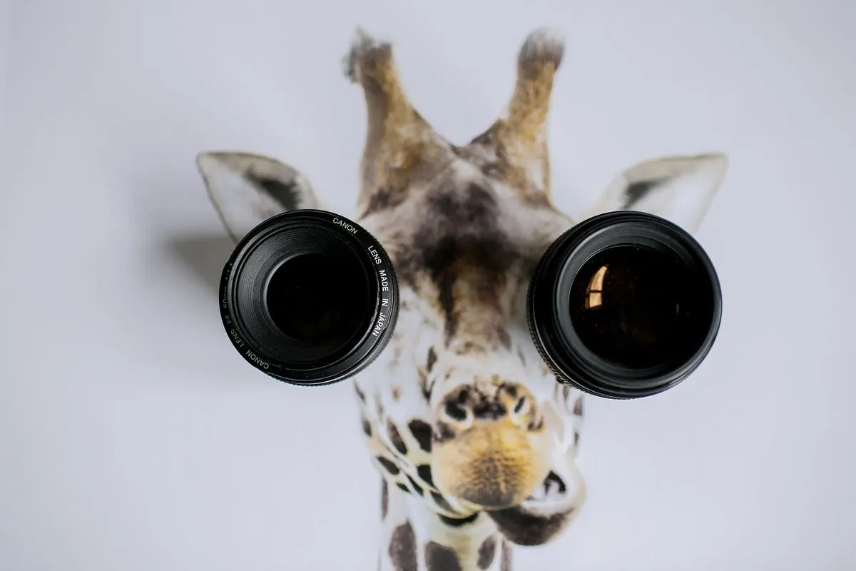 Best Canon RF Lenses