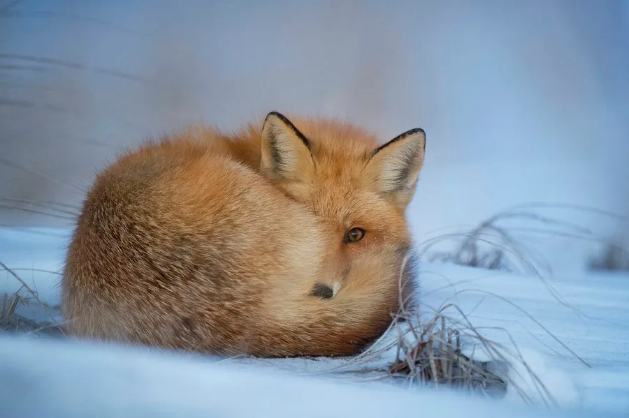 sharp wildlife photo