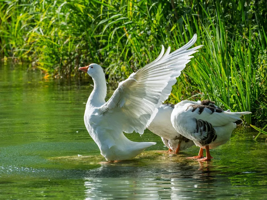 bird on lake