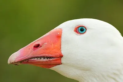 Best Compact Camera for Bird Photography