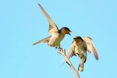 Best Compact Camera for Bird Photography