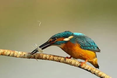 Best Compact Camera for Bird Photography