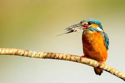 Best Compact Camera for Bird Photography