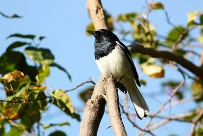 Best Compact Camera for Bird Photography