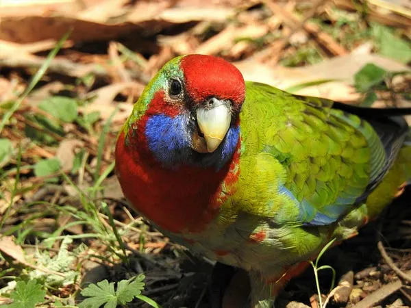 Best Compact Camera for Bird Photography