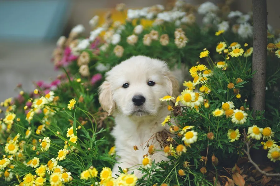 Puppy