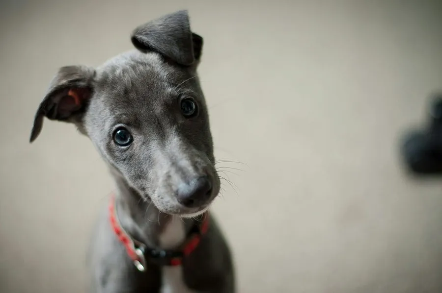 Puppy