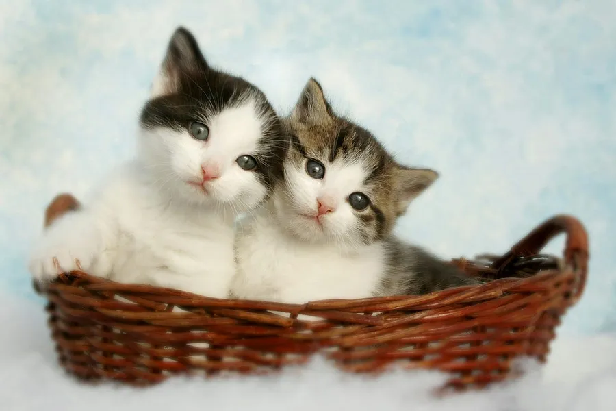 baby cats