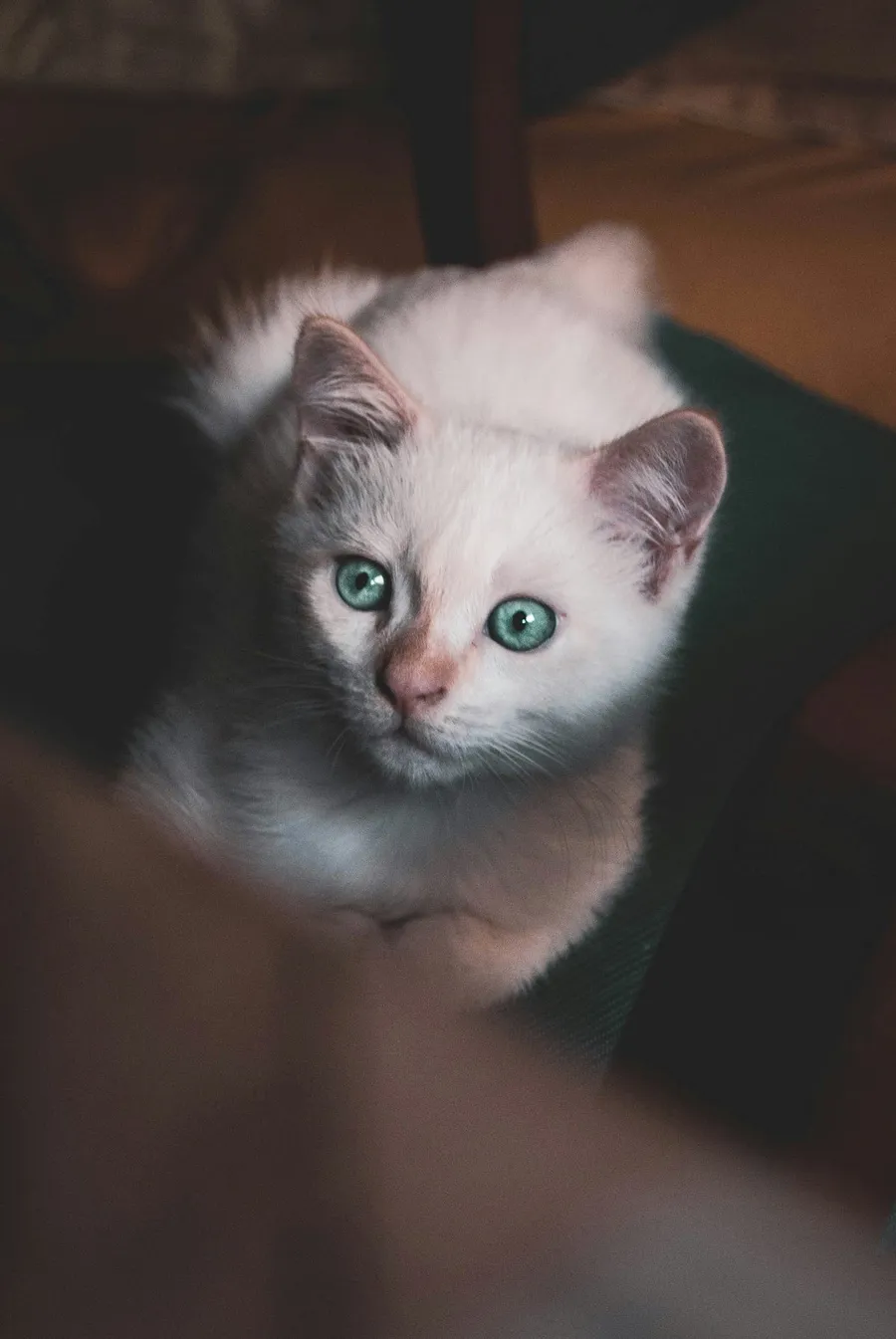 cutepet