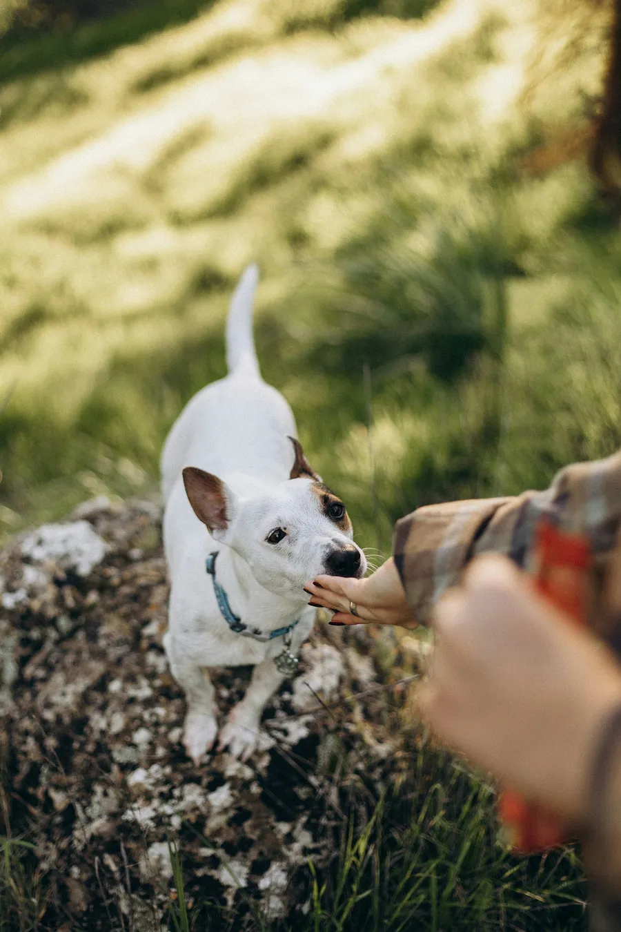 cute pet